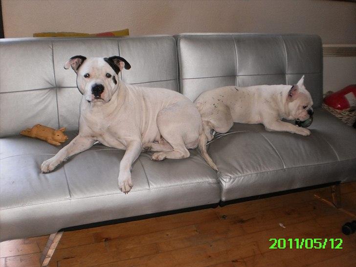 Fransk bulldog Punto billede 8