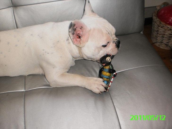 Fransk bulldog Punto billede 9