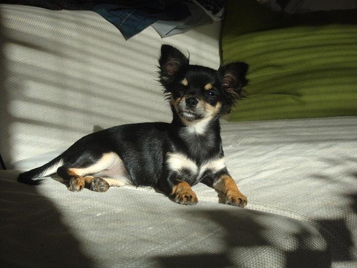 Chihuahua Papaya - Smukke Papaya <3 billede 9