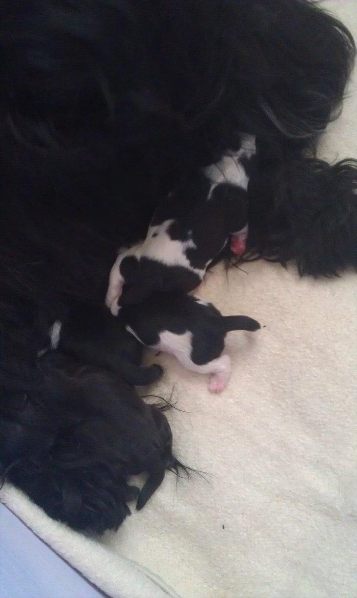 Shih tzu Flindt´s Born To Beauty (Bumle) - Her ligger jeg sammen med min mor og søskende :) Jeg er kun få timer gammel  billede 17