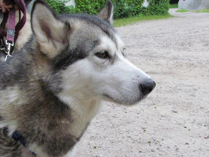 Alaskan malamute Kaya billede 1
