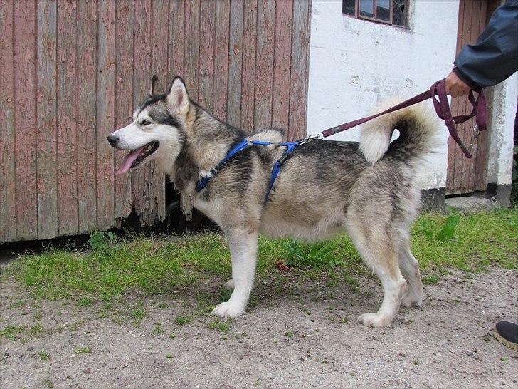 Alaskan malamute Kaya billede 2