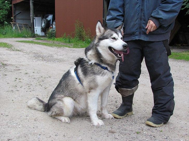 Alaskan malamute Kaya billede 3