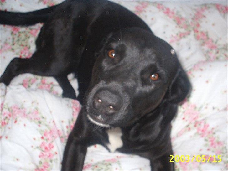 Blanding af racer Trine<3 R.I.P - Savner :'( billede 1