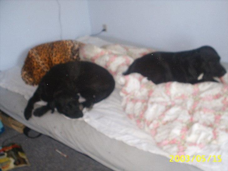 Blanding af racer Trine<3 R.I.P - Trine inderst på sengen .. Med hendes moster der er godt træt.
 billede 2