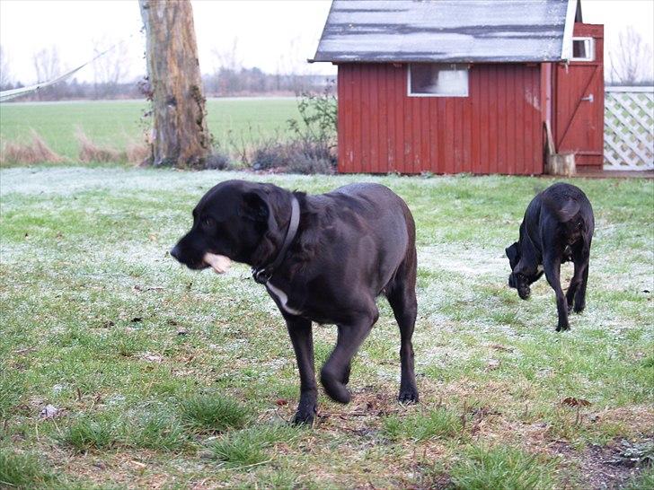 Blanding af racer Trine<3 R.I.P - Trine glad og i rask trav med sin fine pind der skal vises hun lige har fået af moster..  billede 3