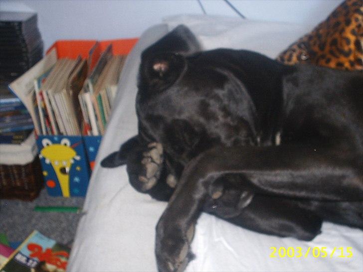 Blanding af racer Camilla Aka. Tøsen R.I.P - Haha gemmer mig ingen blits i hoved af mig.. Du får ikke det billede :b billede 1