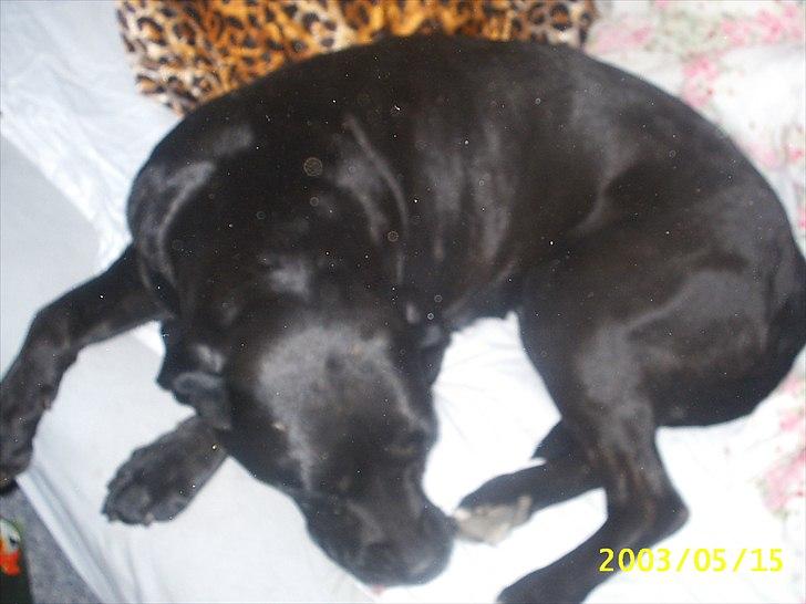 Blanding af racer Camilla Aka. Tøsen R.I.P - ZzZzzzzzz billede 3