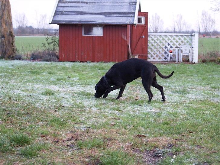 Blanding af racer Camilla Aka. Tøsen R.I.P - Hov hvad er det jeg kan lugte billede 4