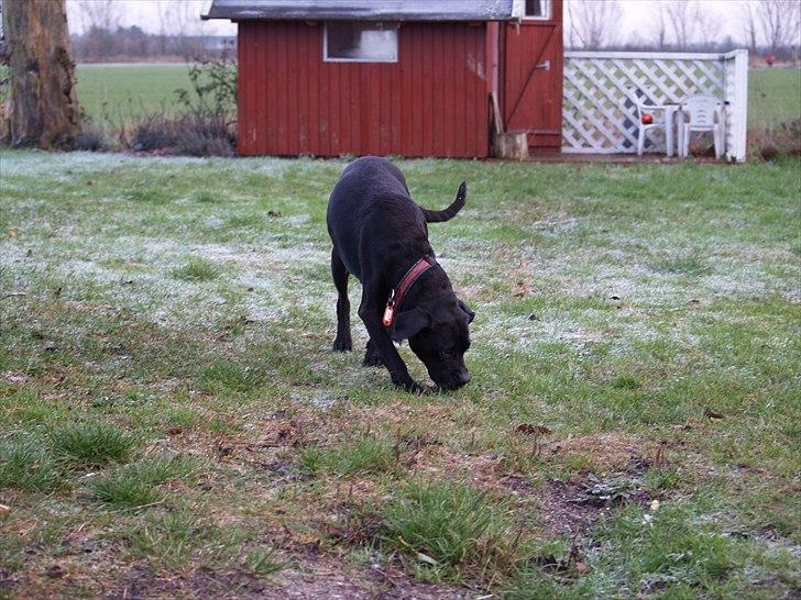 Blanding af racer Camilla Aka. Tøsen R.I.P - Jeg kan lugte noget billede 5