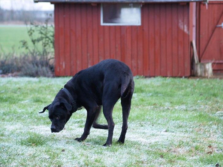 Blanding af racer Camilla Aka. Tøsen R.I.P - Var det her der skulle graves et hul det er jeg godtil :p billede 6