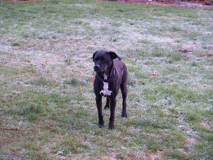 Blanding af racer Camilla Aka. Tøsen R.I.P - Her står hun Rigtig pænt og holder øje med det hele billede 7