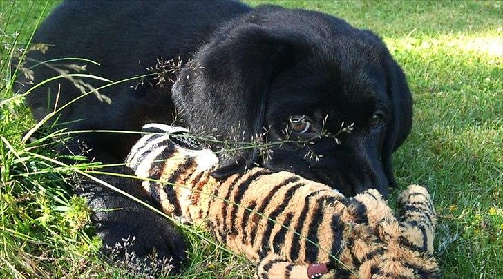 Labrador retriever Bonzo billede 9