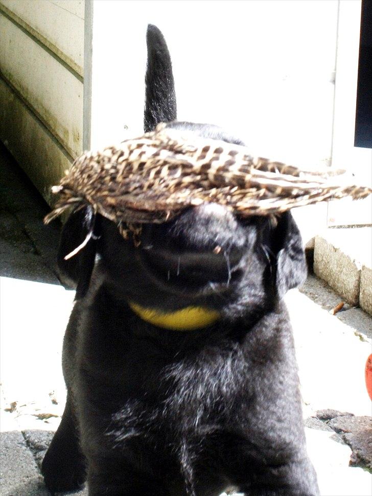 Labrador retriever Bonzo - Fin jagthund ;-)  billede 16