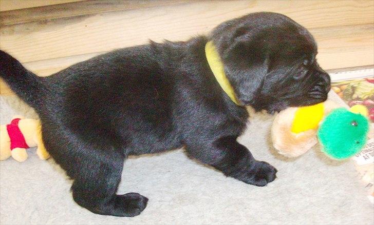 Labrador retriever Bonzo billede 15