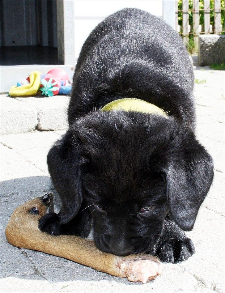 Labrador retriever Bonzo billede 12