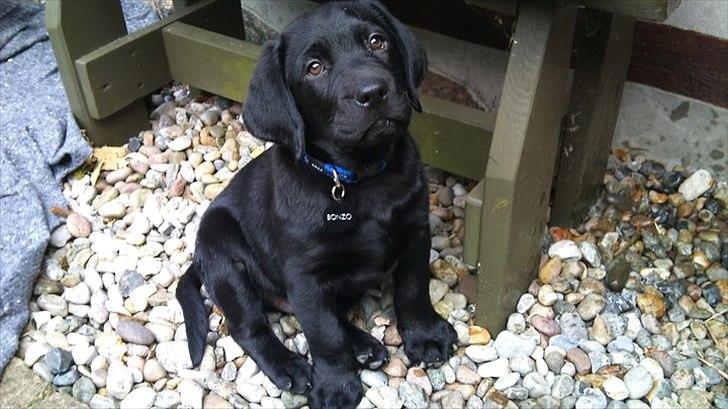 Labrador retriever Bonzo billede 5