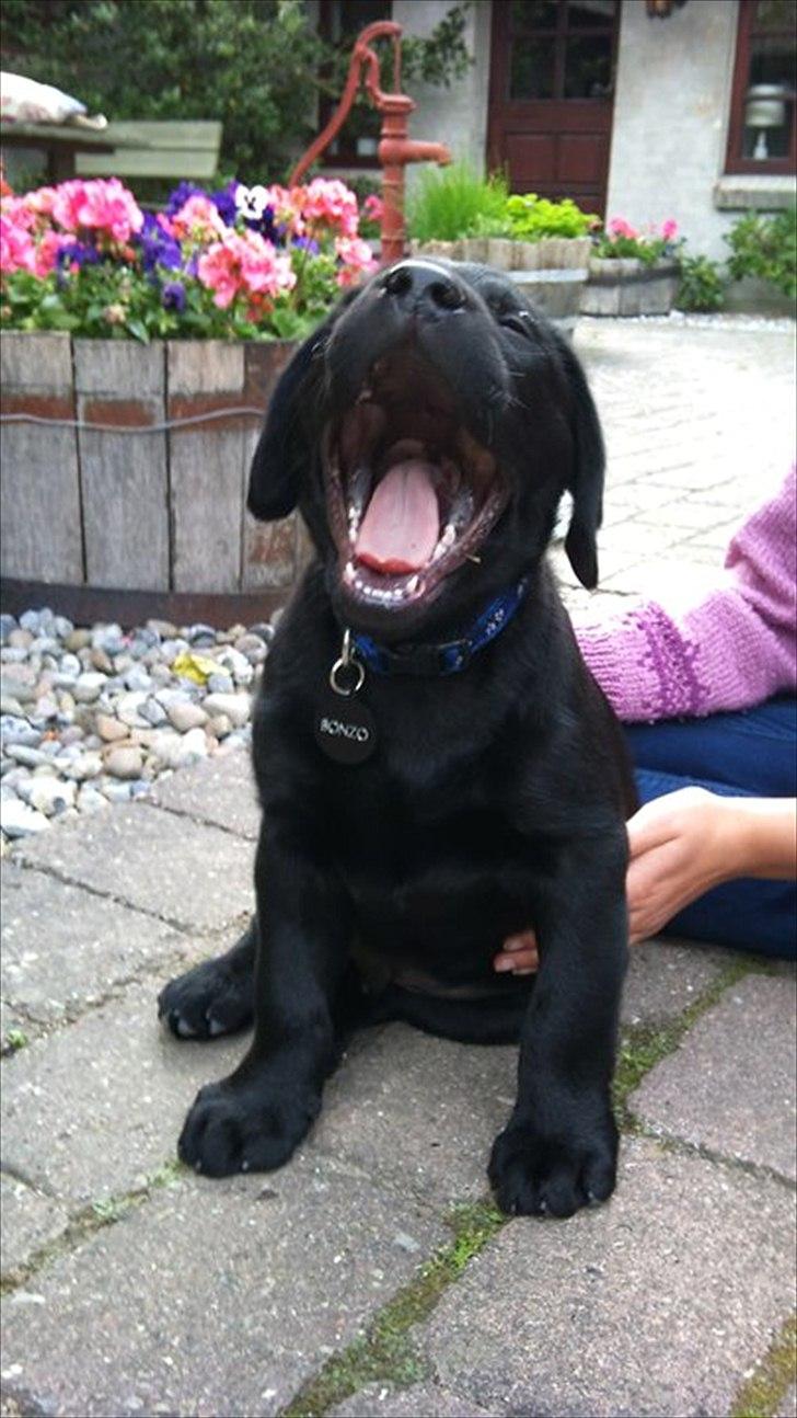 Labrador retriever Bonzo billede 14