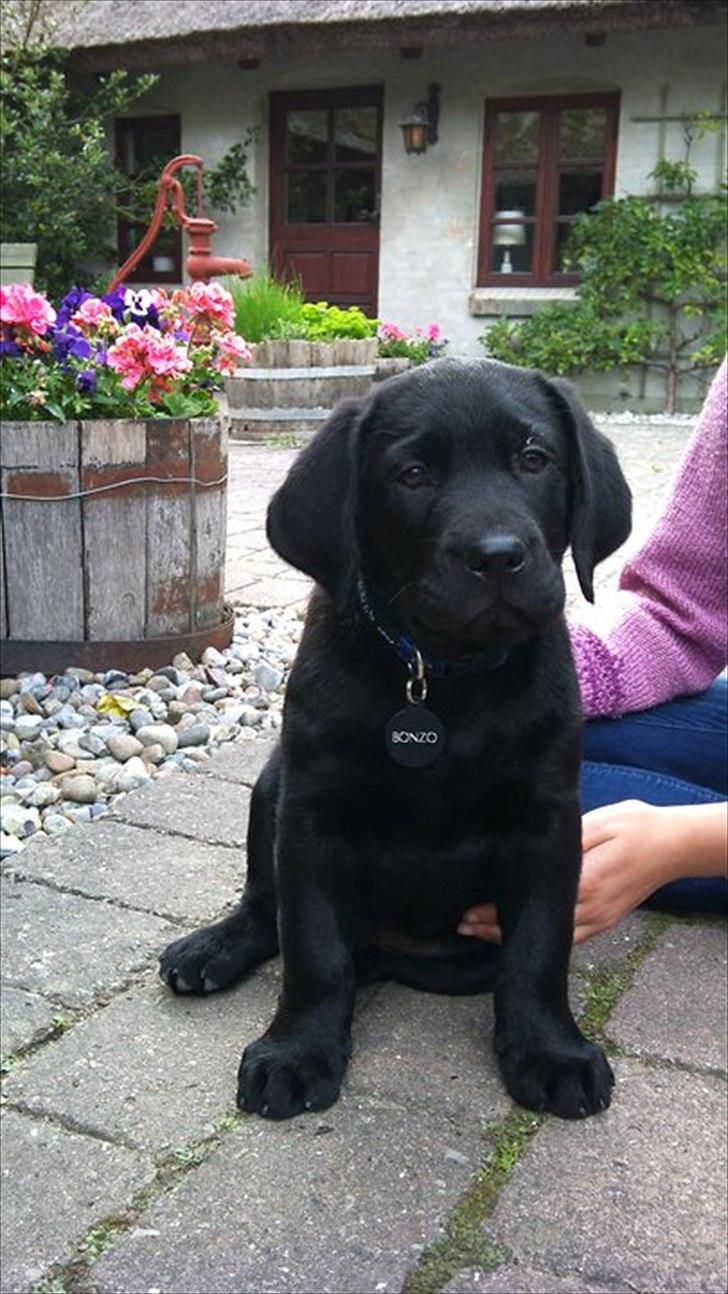 Labrador retriever Bonzo billede 13