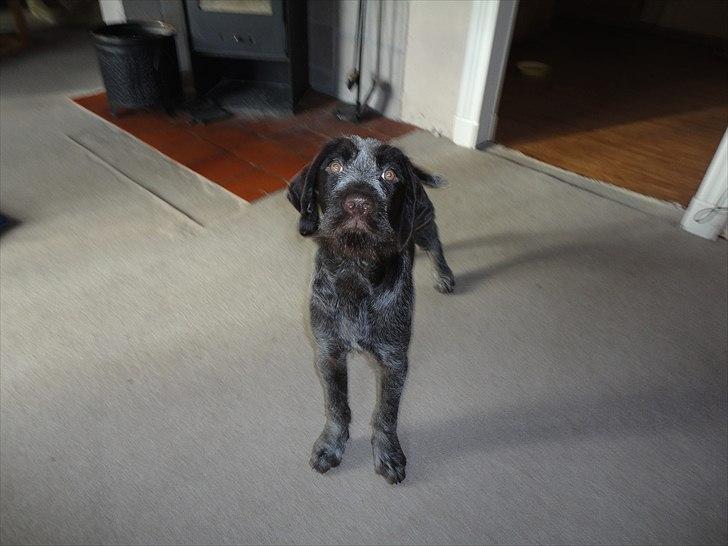 Ruhåret hønsehund Øksenhaven´s Dodo  - Jeg laver da ikke ulykker!? billede 9