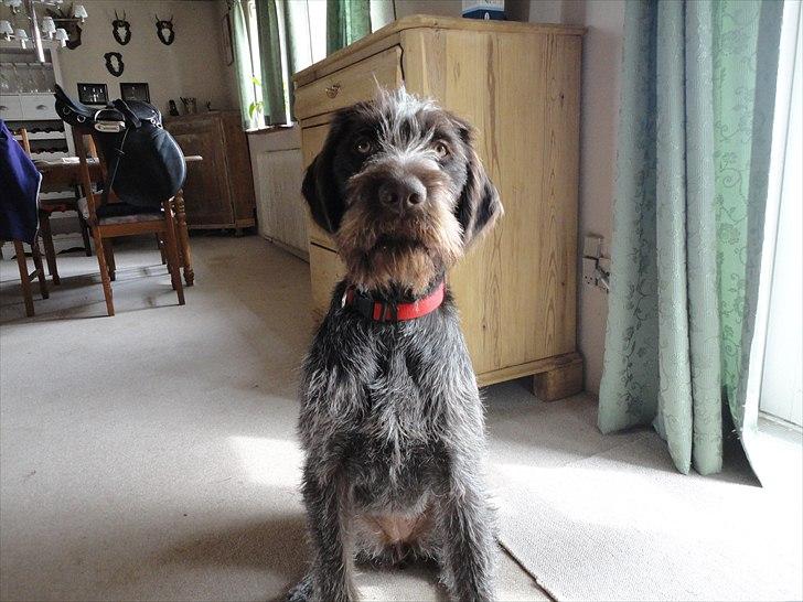 Ruhåret hønsehund Øksenhaven´s Dodo  billede 10