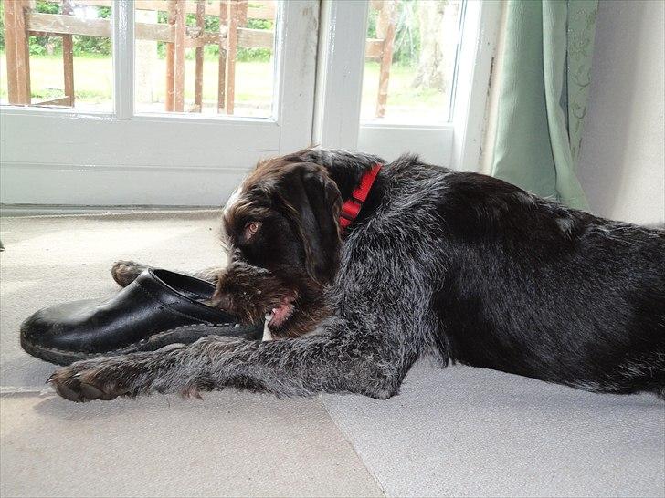 Ruhåret hønsehund Øksenhaven´s Dodo  - Arg den bandit! Fangede hende lige i færd med træskoen :) billede 11