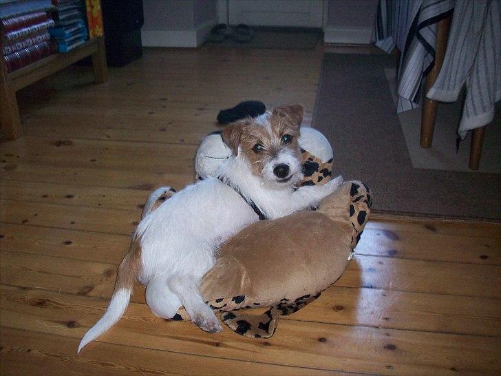 Jack russell terrier sofus - sofus og hans "bytte" billede 1