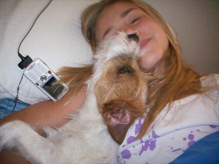 Jack russell terrier sofus billede 2