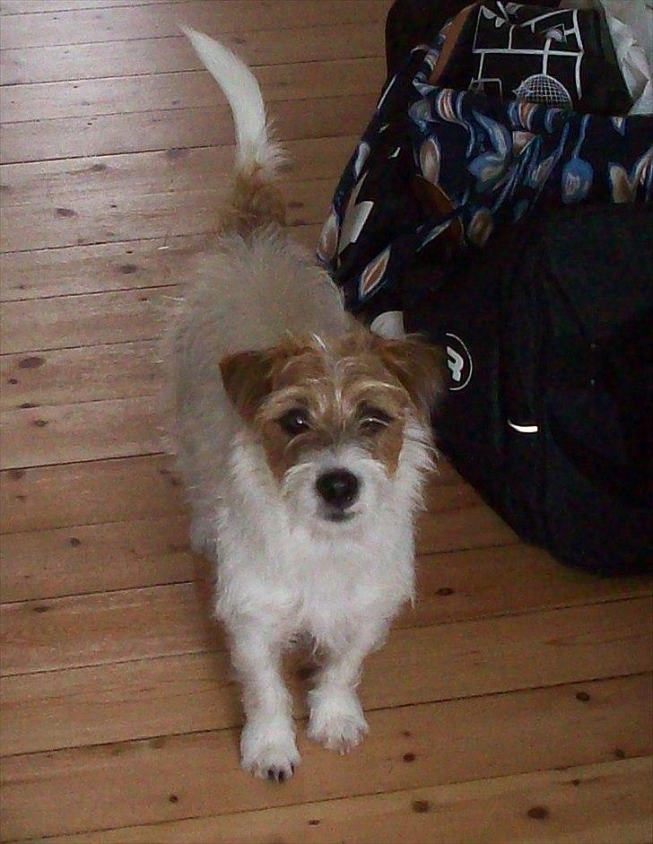 Jack russell terrier sofus billede 3