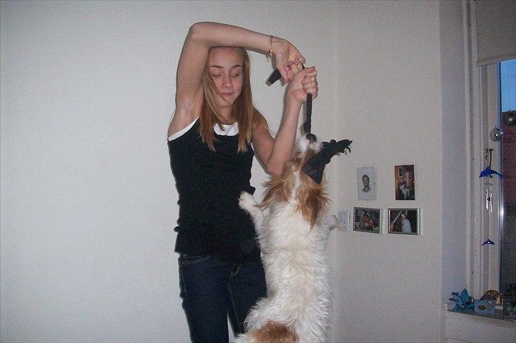 Jack russell terrier sofus billede 4