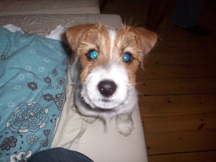 Jack russell terrier sofus billede 5
