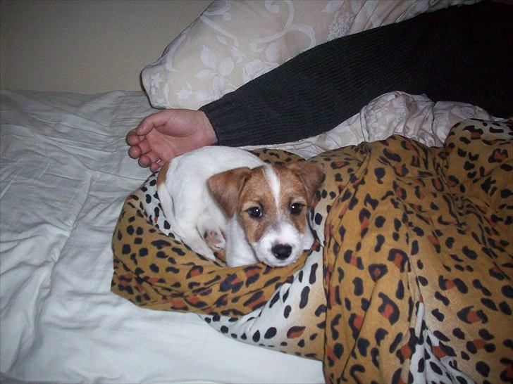 Jack russell terrier sofus billede 6