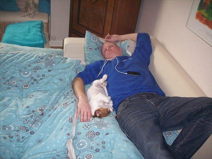 Jack russell terrier sofus billede 7