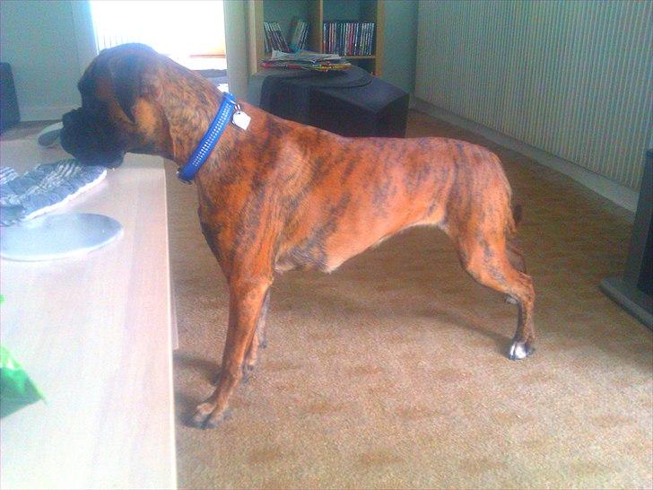 Boxer Mito billede 10