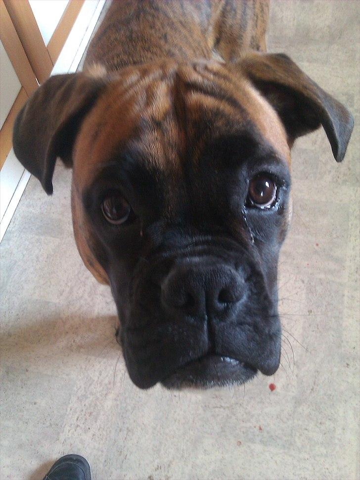 Boxer Mito billede 11