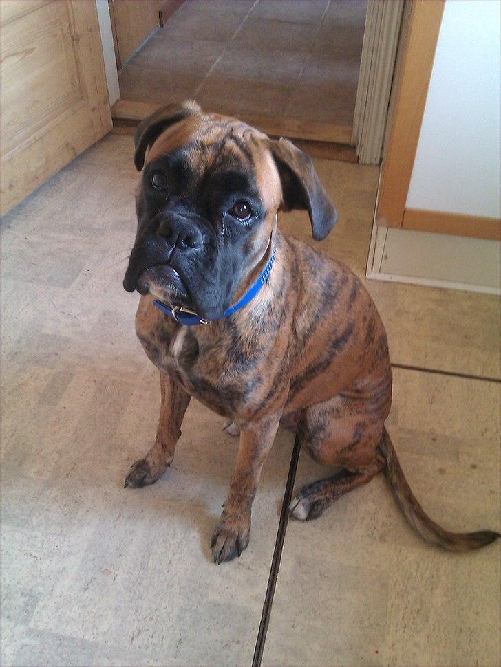 Boxer Mito billede 12