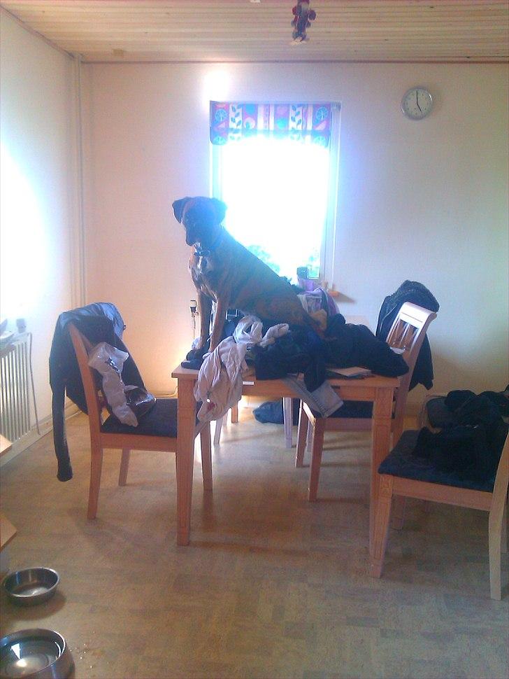 Boxer Mito billede 13