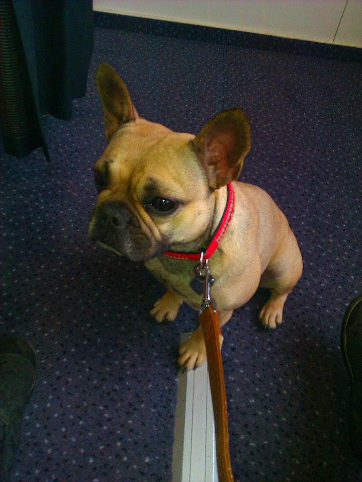 Fransk bulldog Mercedes - fornærmet da hun ikke måtte skrige af en dalmantiner billede 16