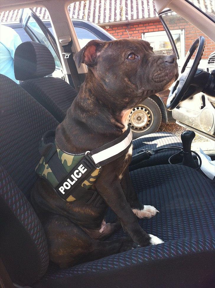 Staffordshire bull terrier Albert billede 11