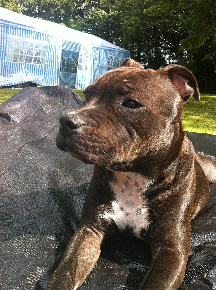 Staffordshire bull terrier Albert billede 5