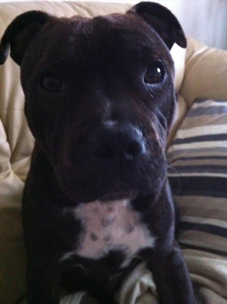 Staffordshire bull terrier Albert billede 15