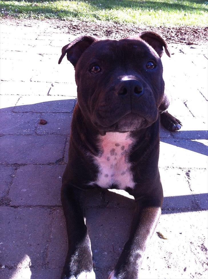 Staffordshire bull terrier Albert billede 16