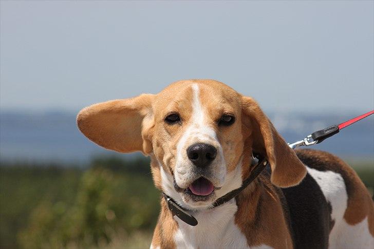 Beagle Kia billede 1