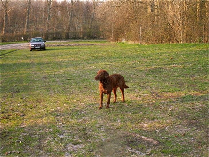 Labrador retriever Fungy billede 2