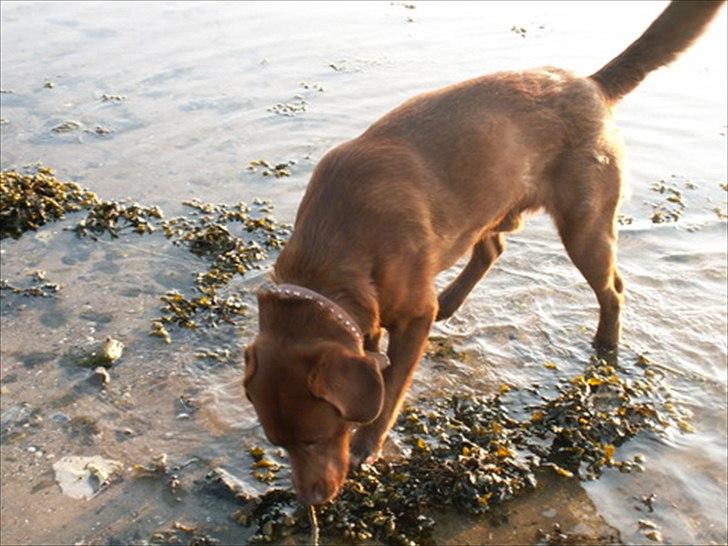 Labrador retriever Fungy billede 3