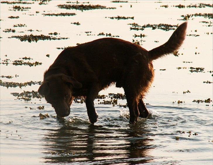 Labrador retriever Fungy billede 4