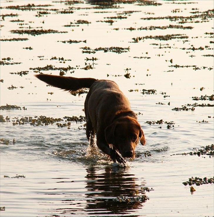 Labrador retriever Fungy billede 5