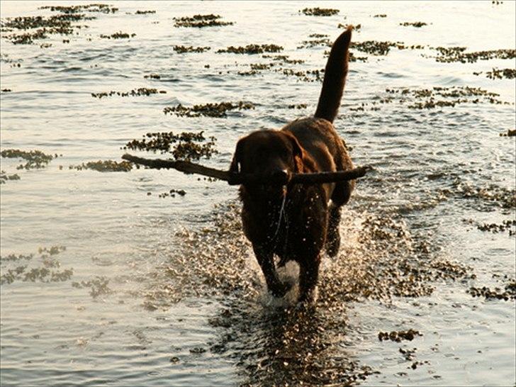 Labrador retriever Fungy billede 6