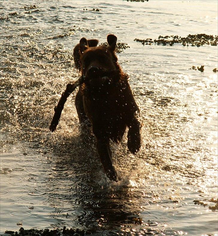 Labrador retriever Fungy billede 7