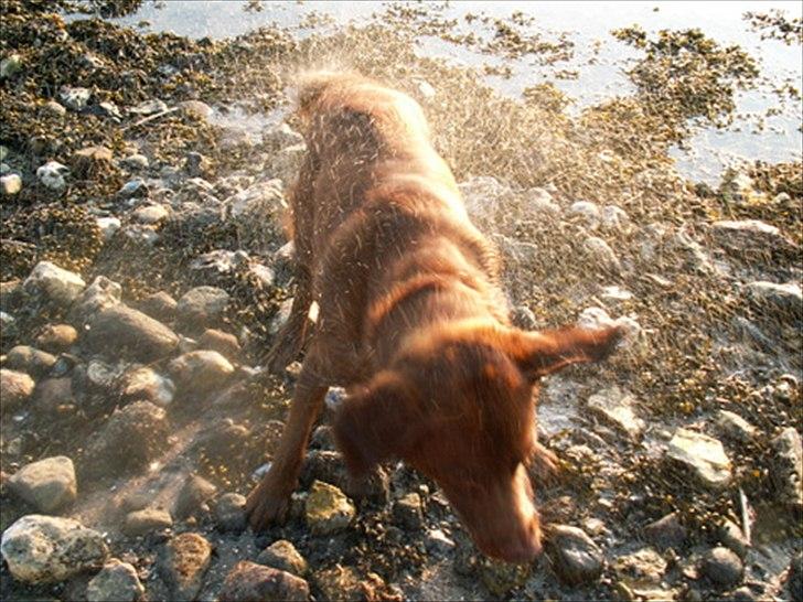 Labrador retriever Fungy billede 8